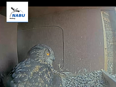 Blick in den Nistkasten mit Uhu-Weibchen Lisbeth im Südturm der Marburger Elisabethkirche Blick in den Nistkasten mit Uhu-Weibchen Lisbeth im Südturm der Marburger Elisabethkirche. Am Rechten Bildrand sieht man den Livechat auf dem YouTube-Kanal des Nabu Marburg, in dem sich rege Nutzerinnen und Nutzer zum Geschehen austauschen.