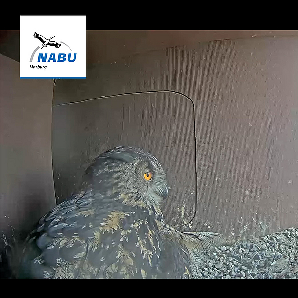 Blick in den Nistkasten mit Uhu-Weibchen Lisbeth im Südturm der Marburger Elisabethkirche Hier war die Uhu-Welt noch in Ordnung: Blick in den Nistkasten mit Uhu-Weibchen Lisbeth im Südturm der Marburger Elisabethkirche. Am Rechten Bildrand sieht man den Livechat auf dem YouTube-Kanal des Nabu Marburg, in dem sich rege Nutzerinnen und Nutzer zum Geschehen austauschten. Zurzeit pausieren Live-Kamera und der Chat auf YouTube.