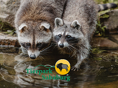 Waschbären im Tierpark Sababurg Zwei Waschbären sitzen am Wasser. Das Logo des Tierparks Sababurg ist mittig zu sehen.