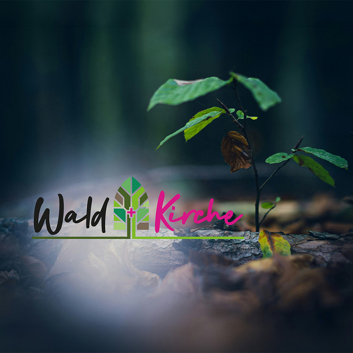 Das Foto zeigt einen Baumsetzling, der auf dem Waldboden zwischen Laub wächst. Das Foto zeigt einen Baumsetzling, der auf dem Waldboden zwischen Laub wächst.