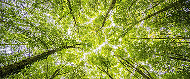 Mit dem Waldpreis 2022 will die Landeskirche innovative Projekte und Aktionen, die Bezug zu Wald und Forst haben, besonders würdigen.