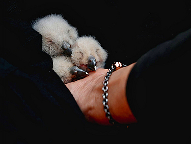 In Sicherheit: Die drei Jung-Uhus nach der Rettung aus dem Nistkasten im Südturm der Elisabethkirche In Sicherheit: Die drei Jung-Uhus nach der Rettung aus dem Nistkasten im Südturm der Elisabethkirche