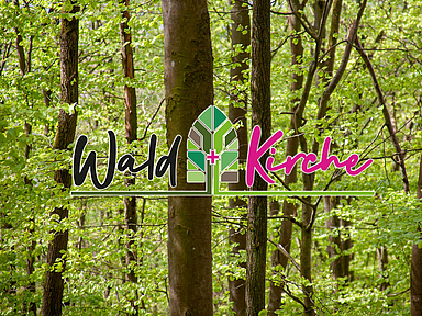 Überall in unseren Wäldern schlagen im Frühling gerade die Bäume ausund entwickeln Knospen udn Blätter. Unser Foto zeigt Bäume im nordhessischen Habichtswald. Überall in unseren Wäldern schlagen im Frühling gerade die Bäume ausund entwickeln Knospen udn Blätter. Unser Foto zeigt Bäume im nordhessischen Habichtswald.