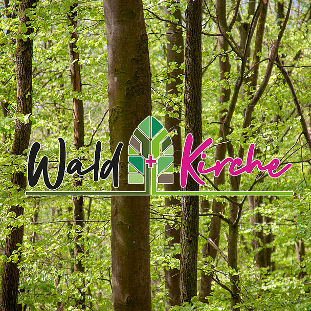 Überall in unseren Wäldern schlagen im Frühling gerade die Bäume ausund entwickeln Knospen udn Blätter. Unser Foto zeigt Bäume im nordhessischen Habichtswald. Überall in unseren Wäldern schlagen im Frühling gerade die Bäume ausund entwickeln Knospen udn Blätter. Unser Foto zeigt Bäume im nordhessischen Habichtswald.