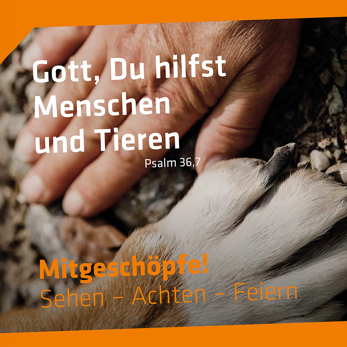 Eine menschliche Hand berührt die Pfote eines Tieres auf steinigem Boden. Symbolbild zum Psalmvers ‚Gott, du hilfst Menschen und Tieren‘. Eine menschliche Hand berührt sanft die Pfote eines Tieres, vermutlich eines Hundes. Beide liegen auf einem steinigen Untergrund. Der Hintergrund ist teilweise mit orangefarbenen geometrischen Formen überlagert. Auf dem Bild steht der Text: „Gott, Du hilfst Menschen und Tieren – Psalm 36,7“ sowie „Mitgeschöpfe! Sehen – Achten – Feiern“.