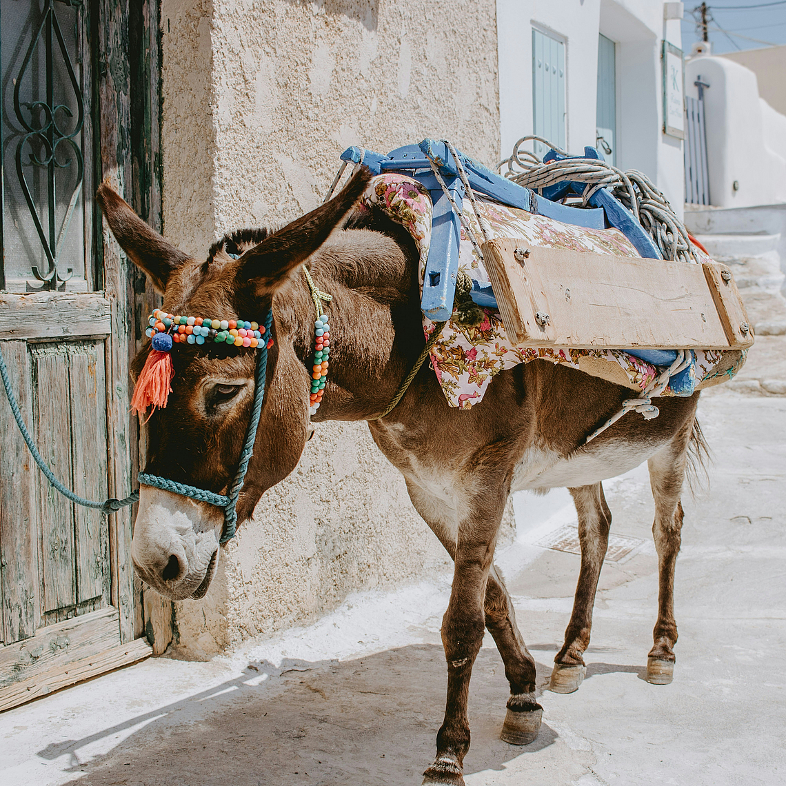 Esel, der an einem Haus angebunden ist Esel, der an einem Haus angebunden ist