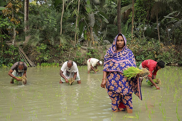 Aklima Begum (34) lebt mit ihrer Familie in der Küstenregion von Bangladesch und pflanzt auf ihrem Land Reissetzlinge an. (Foto: Emtiaz Ahmed Dulu/ Brot für die Welt)